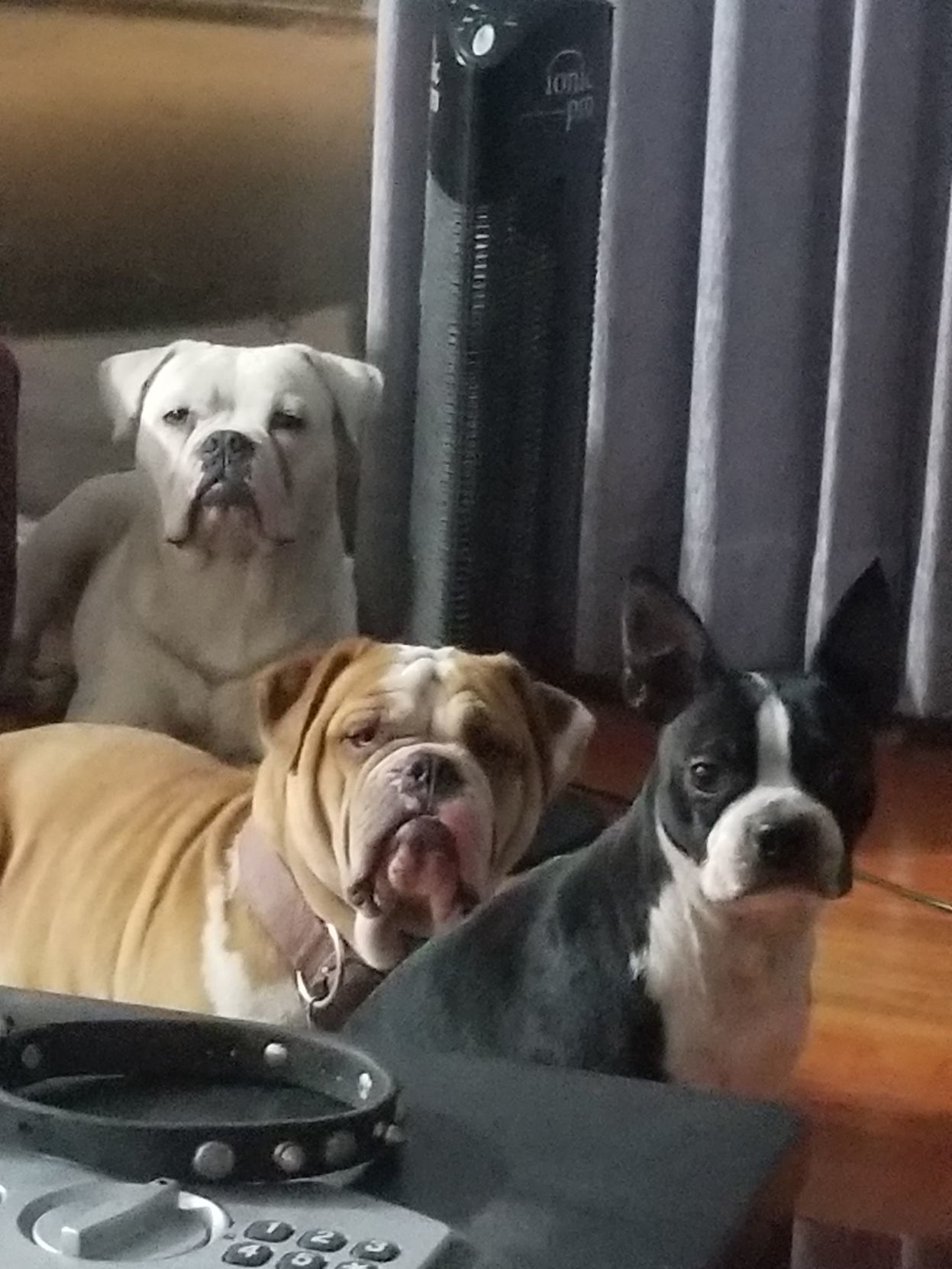 Pups